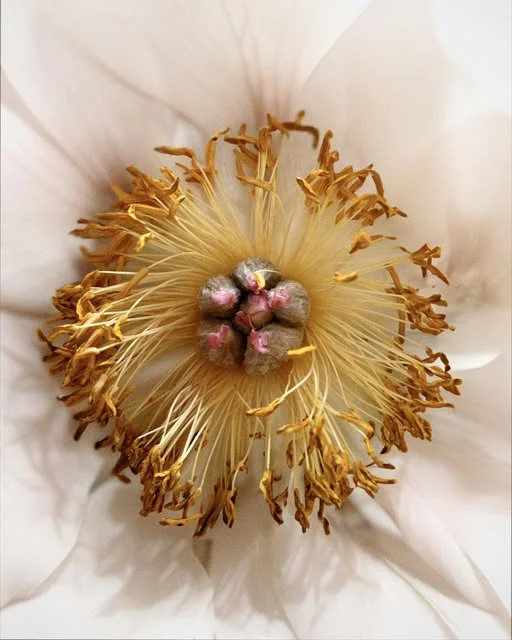 Gros plan sur le cœur d'une fleur, savoir-faire floral de Leïla Fleurs